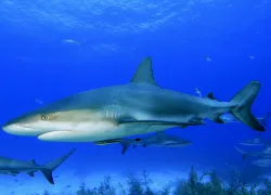 sharks_scuba.jpg.webp