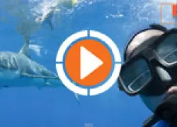 sharkselfiethumbnew.jpg.webp
