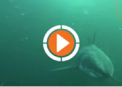 sharkstalkerthumb_.jpg.webp