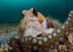 shen_collazo_octopus_crop_for_template.jpg.webp