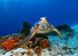 shutterstock_.jpg.webp
