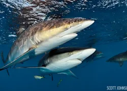 silky_sharks_cuba_aggressor_.jpg.webp