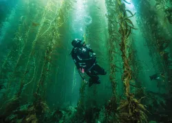 simke-santa-barbara-kelp-forest-michael-langhans.png.webp