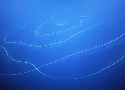 siphonophore-schmidt-ocean-institute.png.webp