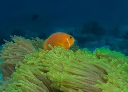 sla-blackfooted-clownfish-new.jpg.webp