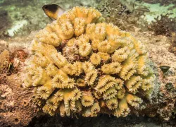 smooth-flower-coral.jpg.webp