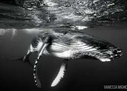snorkel-humpback-whales-underwater.jpg.webp