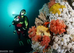 soft-coral-bc-brandon-cole.jpg.webp