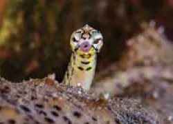 spd-philippines-spottedpipefishthumbnail.jpg.webp