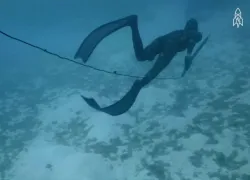 spearfishing-video-teaser-image.jpg.webp