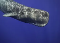 spermwhaleweb_shutterstock_.jpg.webp