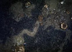 sponge-crawl-awi-ofobs-team-ps.jpg.webp