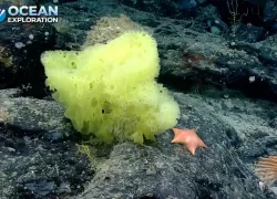 spongebob-patrick-noaa.jpeg.webp