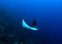 spotted-eagle-ray-suzan-meldonian.png.webp