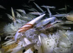 squid-mating-aggregation-monterey-bay-joe-platko.jpg.webp
