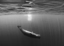 sri-lanka-whale.jpg.webp