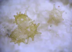 starcoralpolyps_credit_southeastfisheriessciencecenter.jpg.webp