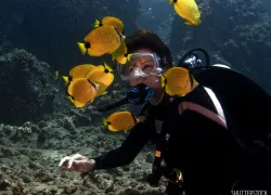 stockphoto-hawaii-beginner-dive-scubadiving.jpg.webp