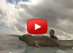 surfersealthumb.jpg.webp
