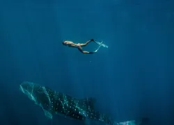 swim-with-whale-shark-ningaloo-reef_credit_tourism-western-australia.jpg.webp