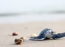 teaser-baby-sea-turtle-on-beach-credit-shutterstock-kathayut-kongmanee.png.webp