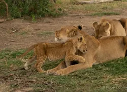 teaser-lioness-with-cub-credit-rob-currer.png.webp