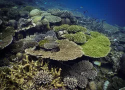 teaser-moheli-laka-lodge-coral-reef-credit-courtesy-image.png.webp