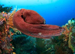 teaser-octopus-shutterstock-sergeuwphoto.png.webp
