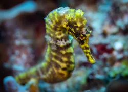 teaser-seahorse-hot-springs-saba-credit-chad-nuttall_sea-saba.png.webp