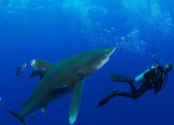 teaser_white-tip_oceanic_bahamas_shark_scuba-diving.jpg.webp