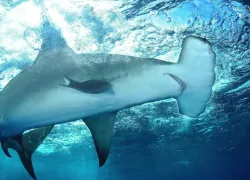 tedtalk_hammerhead_conservation.jpg.webp