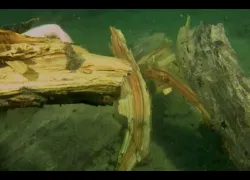 the-underwater-forest.png.webp