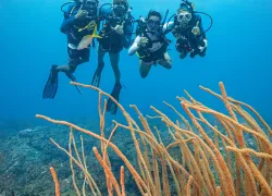 thebestisyettocome.scubadivingmagazine.december.jpg.webp