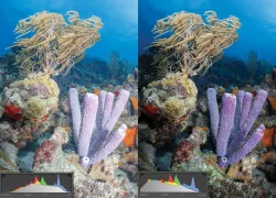 thumbnailbefore-after.jpg.webp