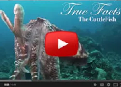 thumbnailtruefactscuttle.jpg.webp
