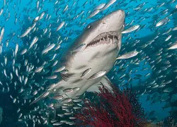tiger-shark-north-carolina.jpg.webp
