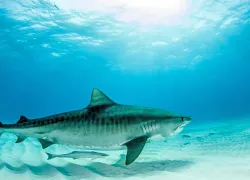 tiger-shark.jpg.webp