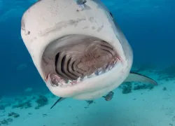 tigerjpg.jpg.webp