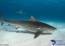 tigershark_maryomalley.jpg.webp