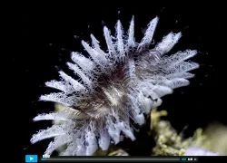 timelapse-video-corals-underwater-awesome.jpg.webp