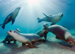 top-australia-sealions_.jpg.webp