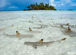 top_best_overall_divingtahiti_yann_hubert_scd_.jpg.webp