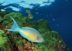 tropical-fish-invade-temperate-waters.jpg.webp
