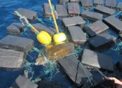 turtle-cocaine-trapped.jpg.webp