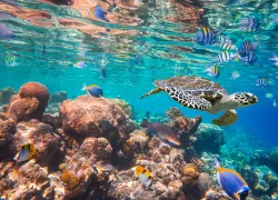 turtle-maldives-credit-shutterstock-andrey-armyagov.png.webp