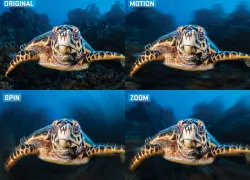 turtle_blurs_cmyk.jpg.webp