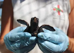 turtle_hospital_key_largo_baby_turtle_img__.jpg.webp