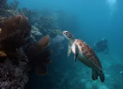 turtleanddiver_.jpg.webp