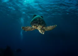 turtledive.jpg.webp