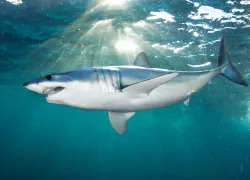 twilight-mako--edited-copy.jpg.webp